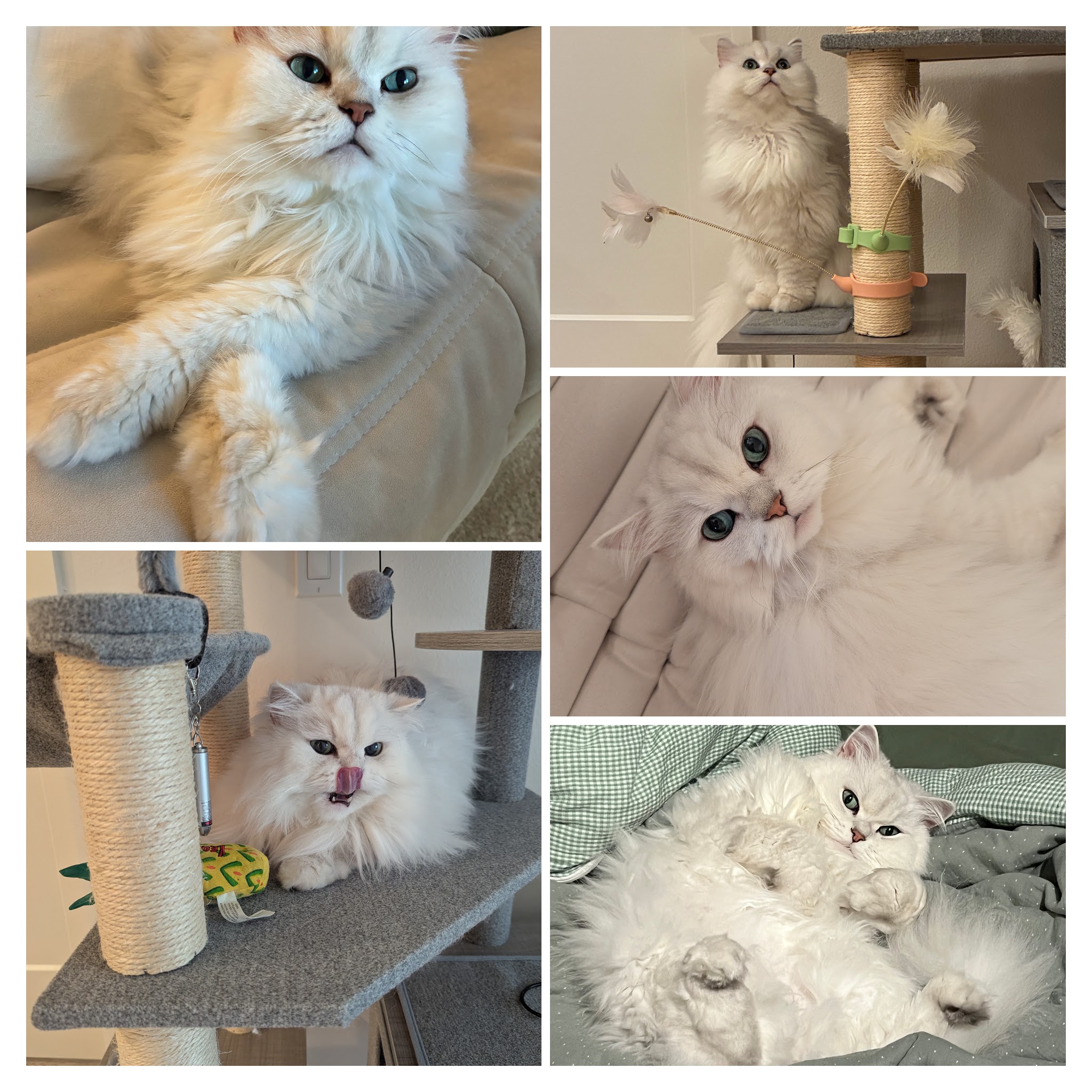 Collage of Josh Zhang's life